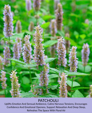 Patchouli