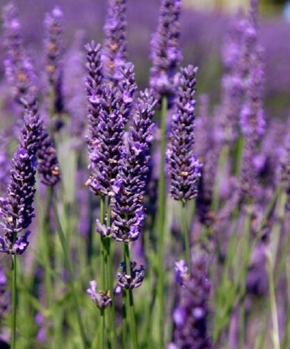 Lavender