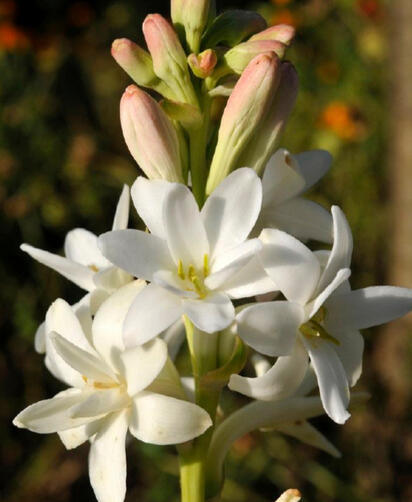 Tuberose