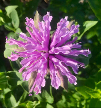 Bergamot