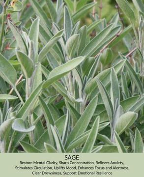 Sage