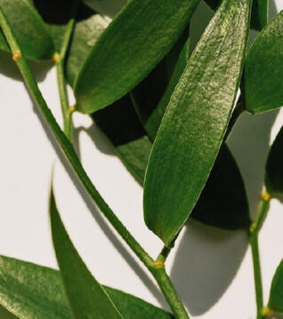 Tea Tree