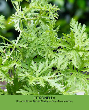 Citronella