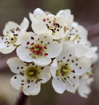 Pear Blossom