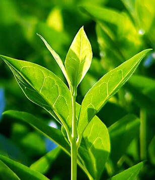 White Tea