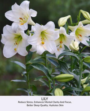 Lily
