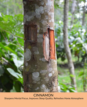 Cinnamon