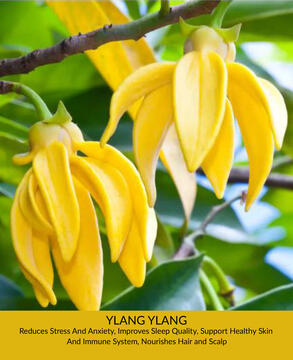 Ylang Ylang