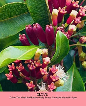 Clove